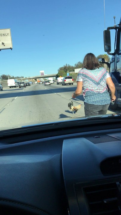 Saving Rooster