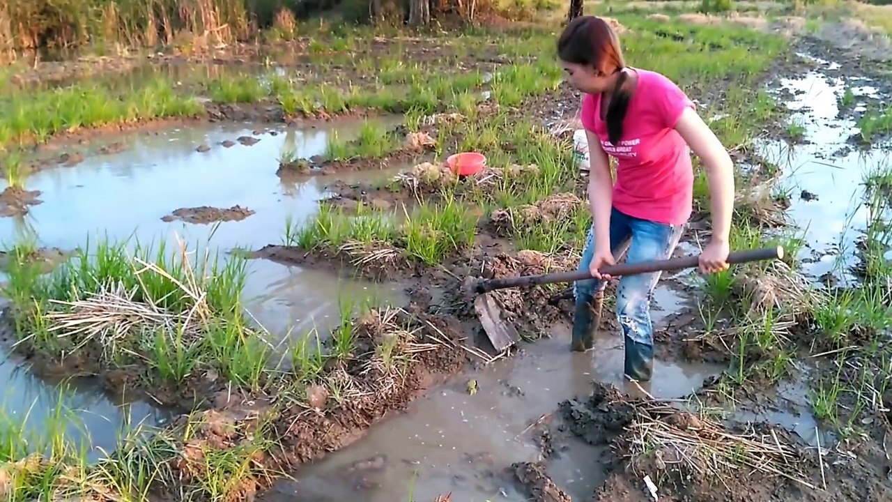 Amazing Beautiful Girl Fishing At Battambang Province In Cambodia Traditional Fishing (part210)