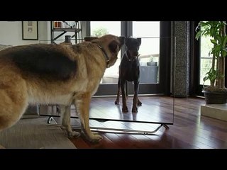 LG Electronics: TV seyretmek