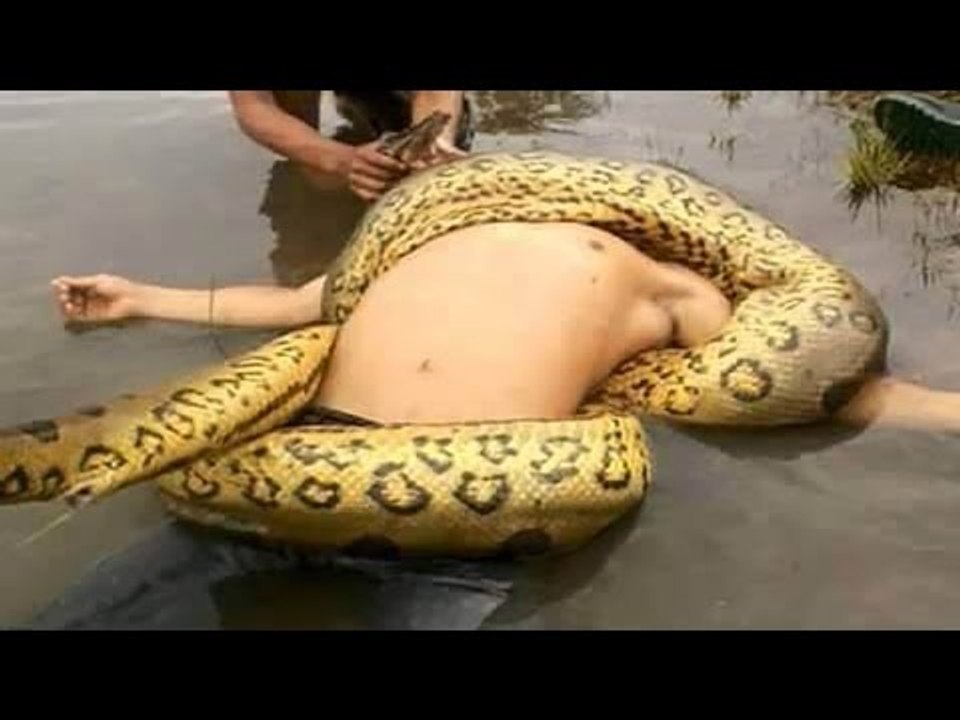 Giant Anaconda Attacks Human Caught on Camera - When Animals attack People - Most Amazing Attacks (1)