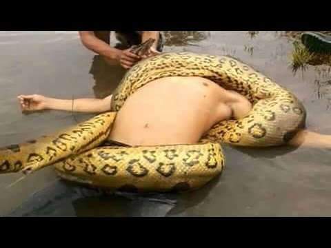 Giant Anaconda Attacks Human Caught on Camera - When Animals attack People - Most Amazing Attacks (1)