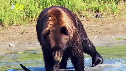 A Bear Makes a Surprise Appearance During Colorado Race