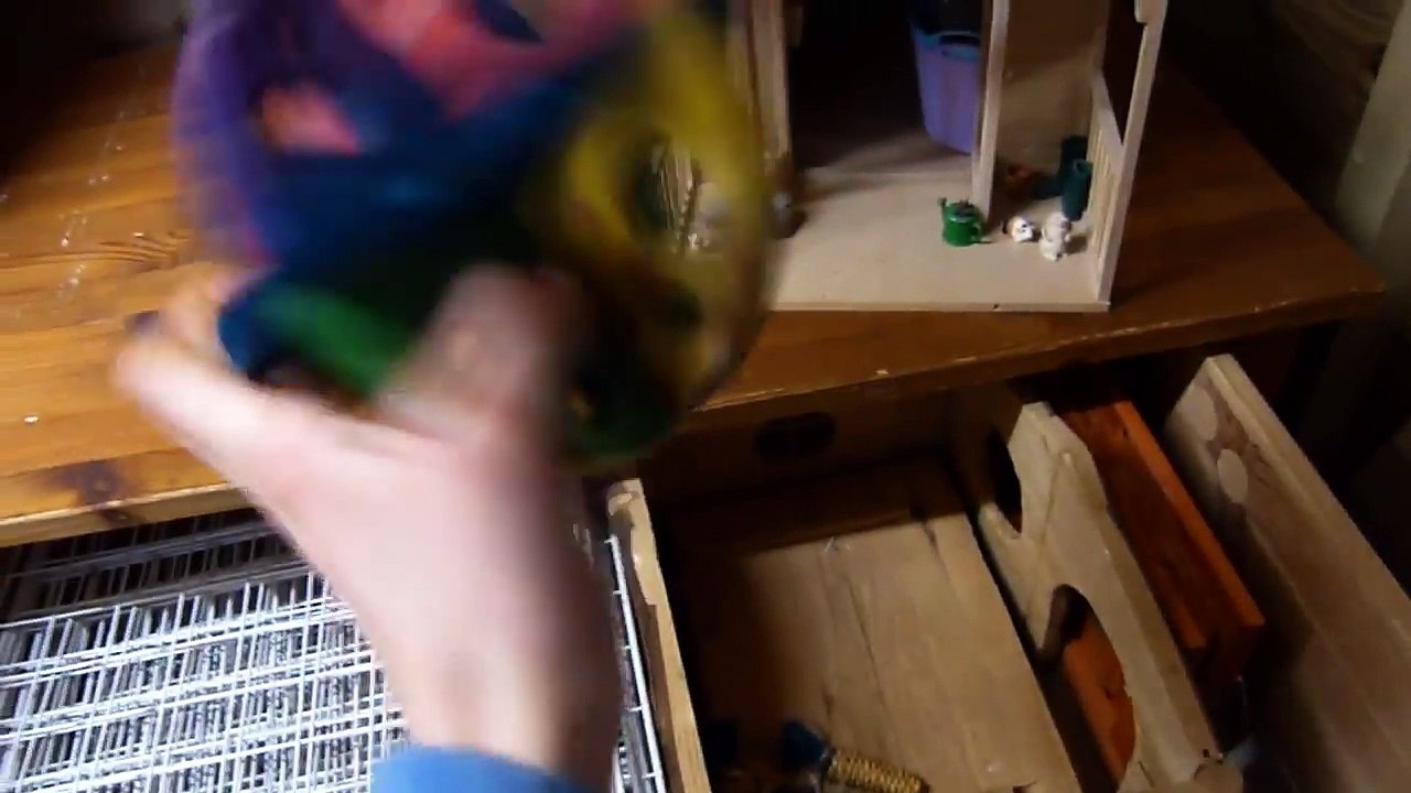 Guinea Pig Supplies Shed Tour