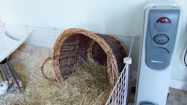 Guinea Pig Updates Pets Palace TV