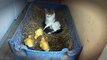 AMAZING Cat Feeding Ducklings DAY 6