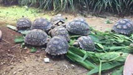 Tiny Leopard Tortoises Enjoy a Leafy Snack