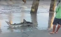 Shark Bites Man on Wrightsville Beach, North Carolina