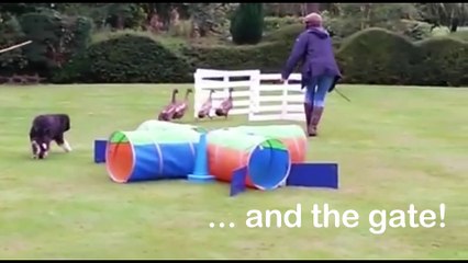 How to Win at a Duck Herding Team Building Event.