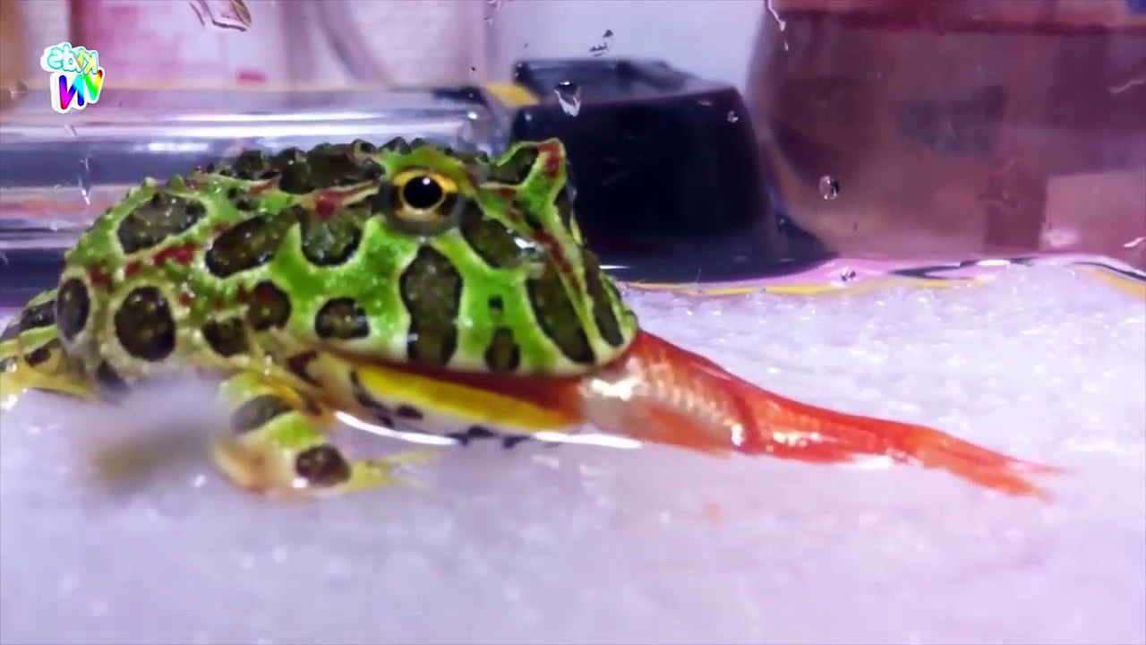 Video Con Ếch [HD] - Chú Ếch Con - Nhạc Thiếu Nhi Vui Nhộn