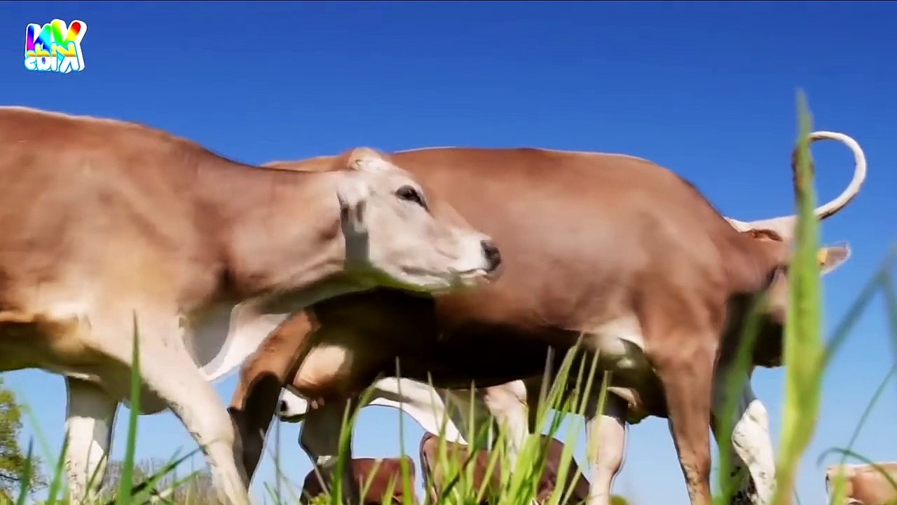 Video Con Trâu, Hình Ảnh Con Trâu, Bài Hát Gọi Trâu - Nhạc Thiếu Nhi Vui Nhộn Hay Nhất