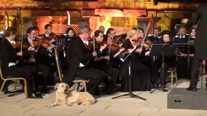 Un chien se détend auprès d'un orchestre