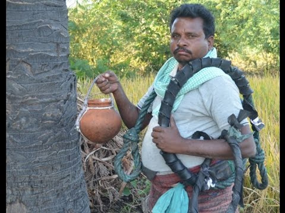 How Palm Wine Is Taken From The Tree | Man Climbing a Tree