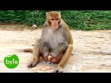 Funny Monkey Eats Cream & Leaves Biscuits - Crazy Monkey Video