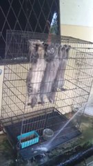 Juste 3 chats qui n'aiment pas l'eau...