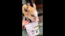 Ce petit cochon adore la glace à la fraise