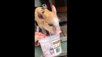 Ce petit cochon adore la glace à la fraise