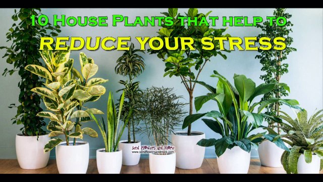 10 Best Houseplants that Clean the Air and Relieve Stress