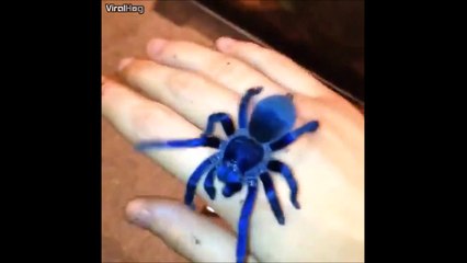 Une nouvelle espèce d'araignée découverte - Sazima tarantula