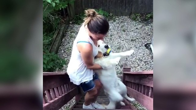 Quand ton chien ne veut pas rentrer de promenade !