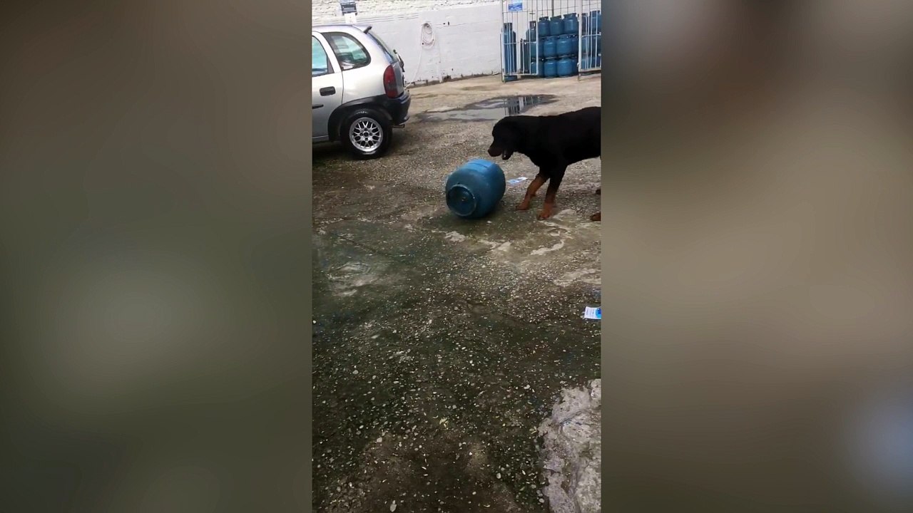 Ce gros chien a enfin trouvé un jeu à sa taille !