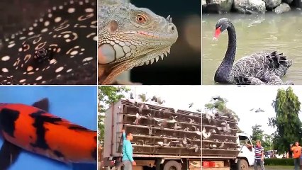 Alagang Magaling S7 EP4 - WARDEN E.Y KENNEL PART 1