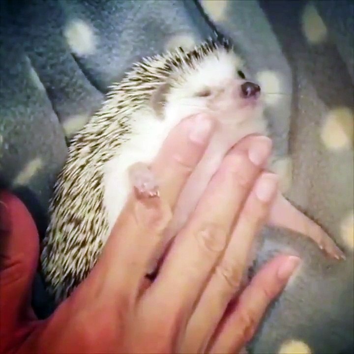 Quando vedrete questo video andrete di corsa a comprare un riccio!!