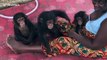 Couple build refuge for orphaned baby chimps in Liberia