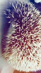 Binatang Landak Peliharaan Jessica Veranda