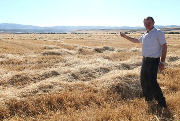 150 Dönüm Tarladan 50 Ton Arpa Çaldılar