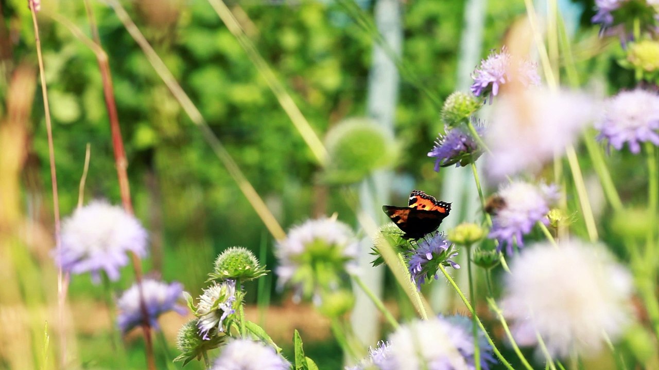 Le jardin des Vins d’Alsace