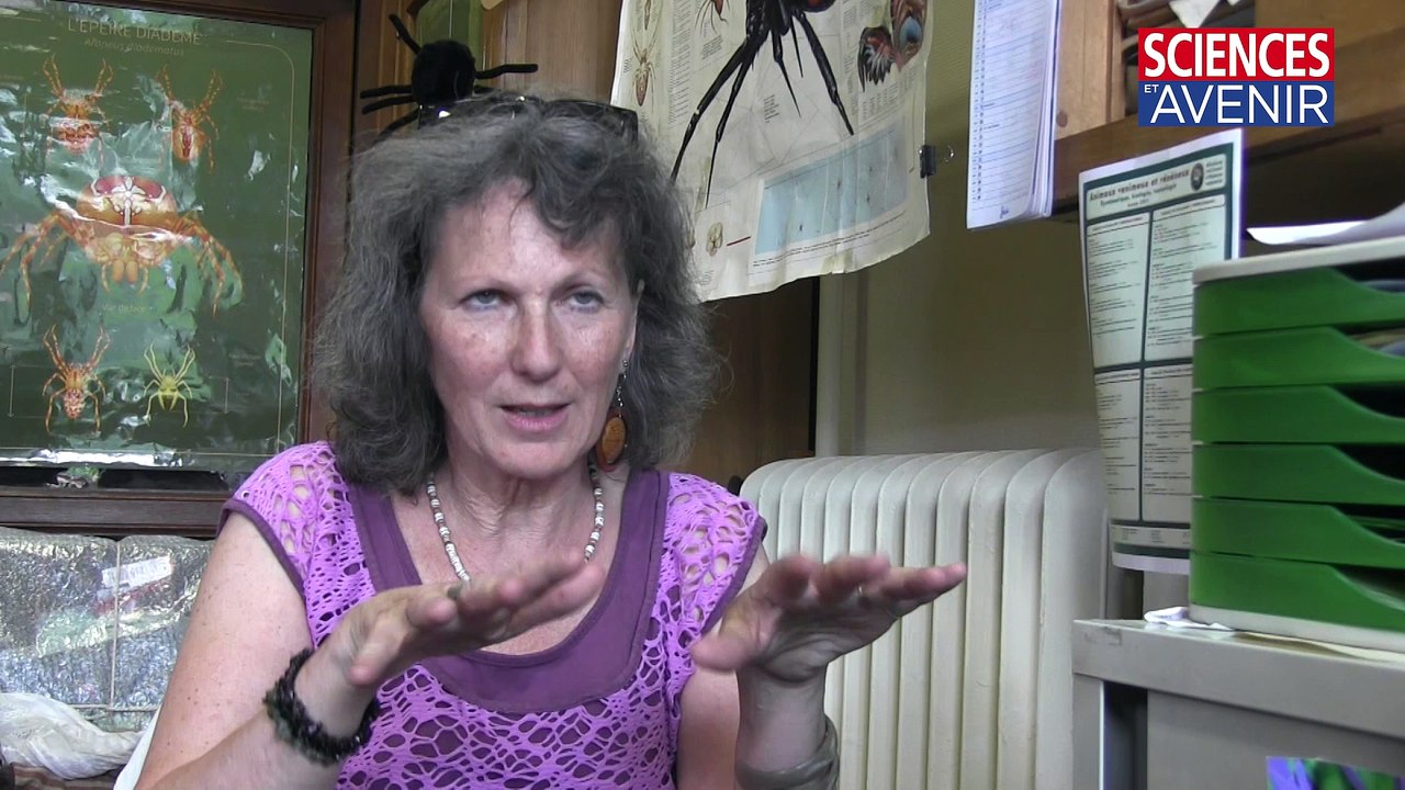 Non ! Les araignées ne sont pas des insectes