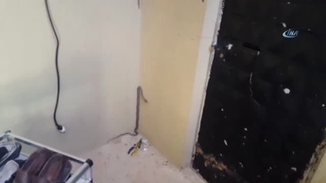 Minik Çocuğun Ağlaması Aileyi Yılanlardan Kurtardı