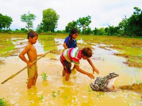 Amazing children digging crazy frog - How to catch frog in a hole in Cambodia