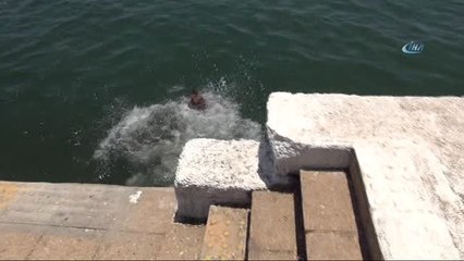 Sıcaktan Bunalan Köpek, Kendini Denize Attı