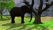 И анимационный муравей слон для хинди Дети Дети ... моральные Истории в Гордый слон и Кити |