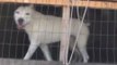 Catania - Cani detenuti in condizioni disumane, scattano denunce (30.06.17)