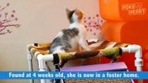 Sweet Kitten Born Without Eyelids Pet Video 2017 - Daily Heart Beat