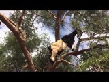 These Little Goats Love Climbing Trees