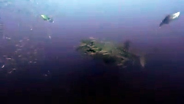 Dünyanın En Büyük Balığı ( Balina Köpek Balığı )