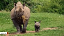 Watch Birth Of Two Rare Rhinos And Their First Moments
