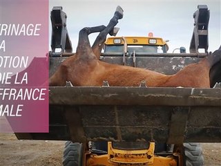 Espagne : un pélerinage où les animaux souffrent