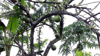 Tropical vegetation is any vegetation in tropical latitudes