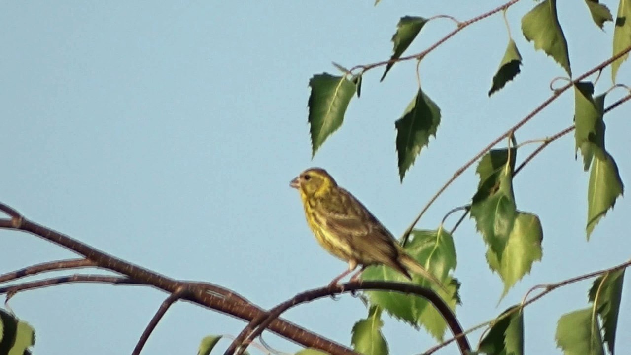 bruant jaune