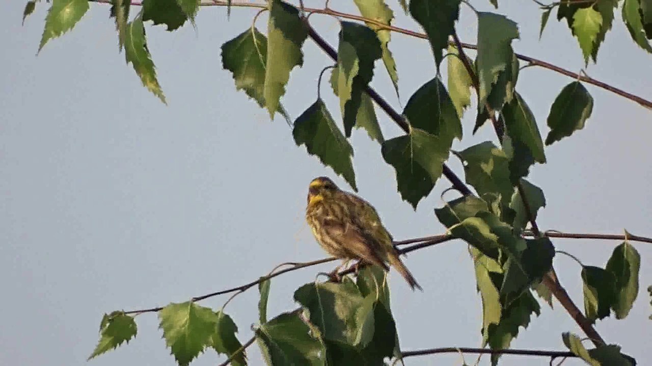 bruant jaune