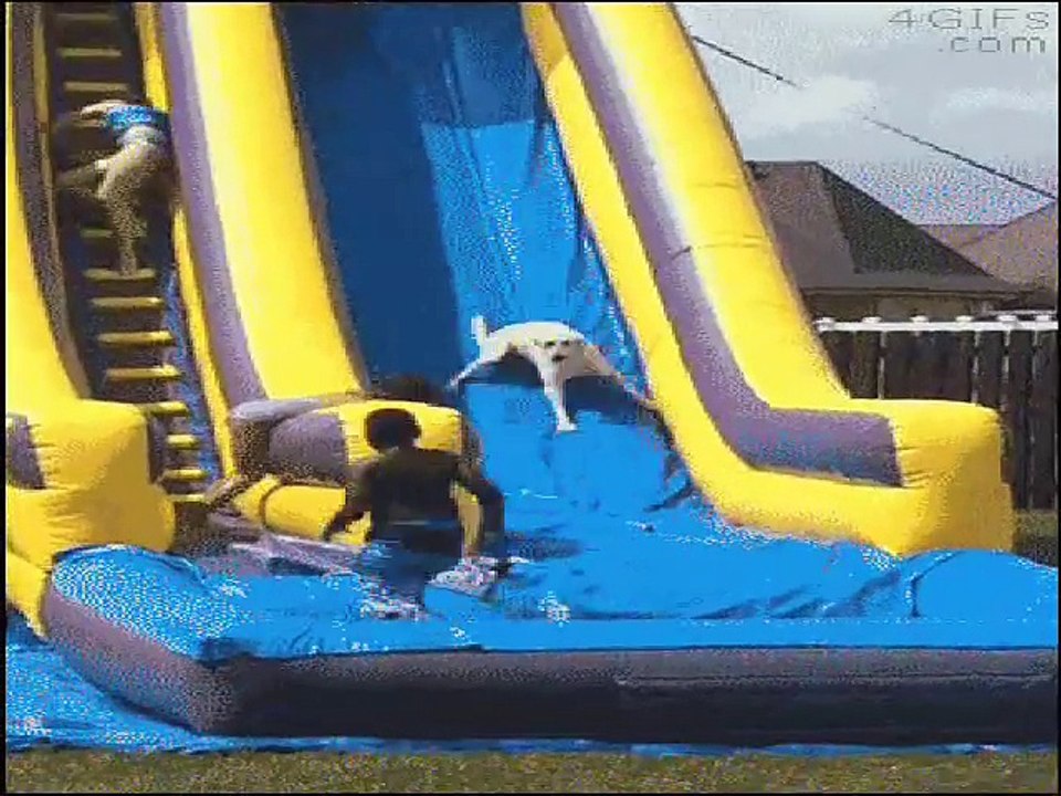 Les chats les plus marrants du web