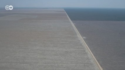 Como a produção de carne contribui com o desmatamento