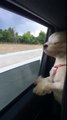 Ce chien kiffe prendre le vent dans la face en voiture !