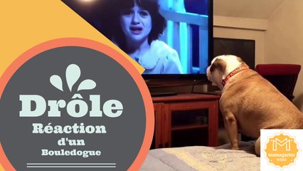 Une réaction drôle d'un bouledogue en regardant un film d'horreur!!