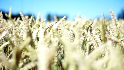 Wheat is a grass widely cultivated for its seed, a cereal grain which is a worldwide staple food