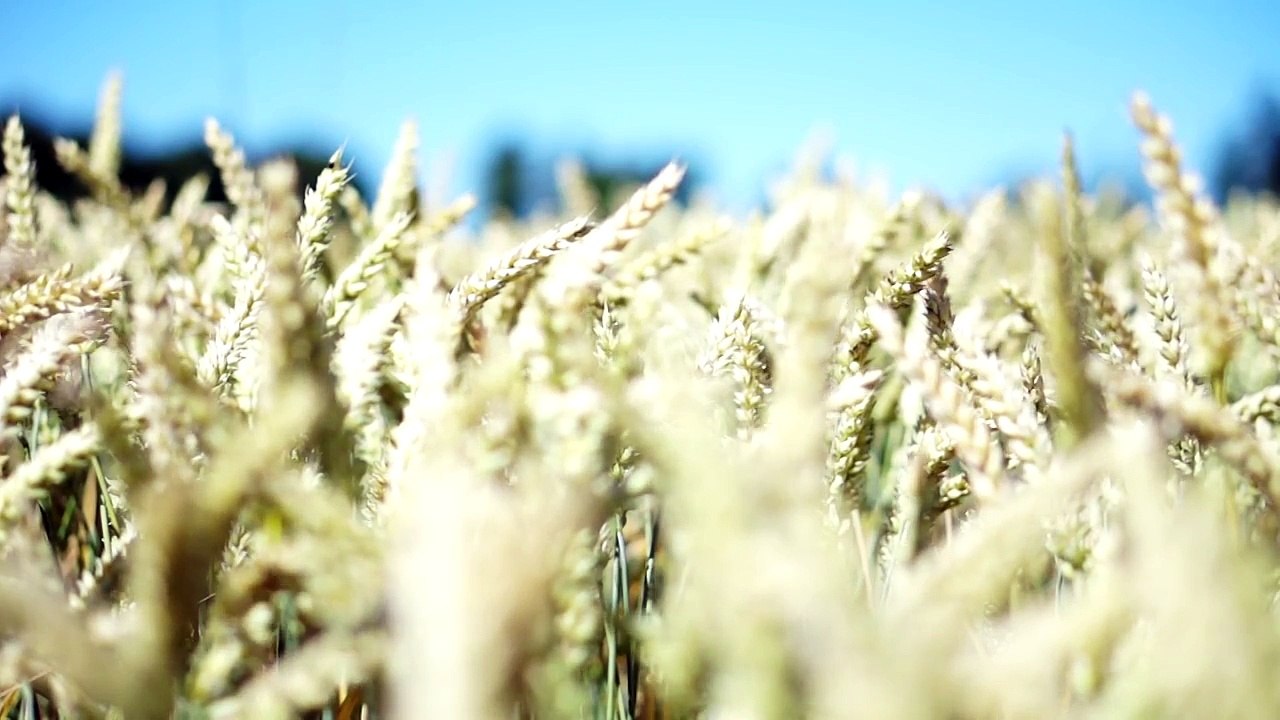 Wheat is a grass widely cultivated for its seed, a cereal grain which is a worldwide staple food